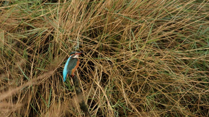 Kingfisher