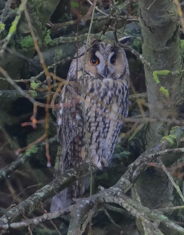 Long-eared Owl