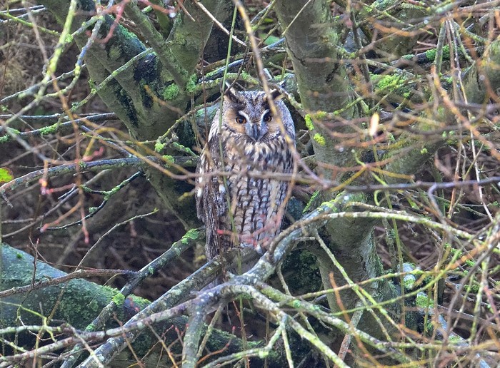 Long-eared Owl