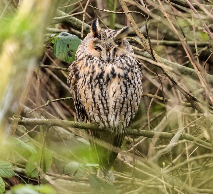 Long-eared Owl