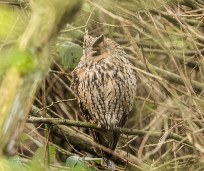 Long-eared Owl