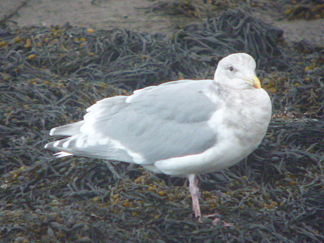 Glaucous-winged Gull
