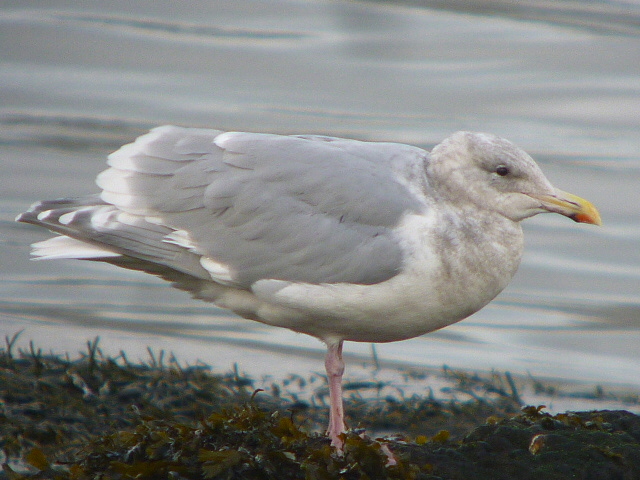 Glaucous-winged Gull