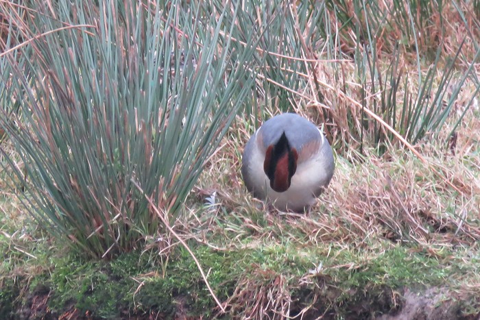 Green-winged Teal
