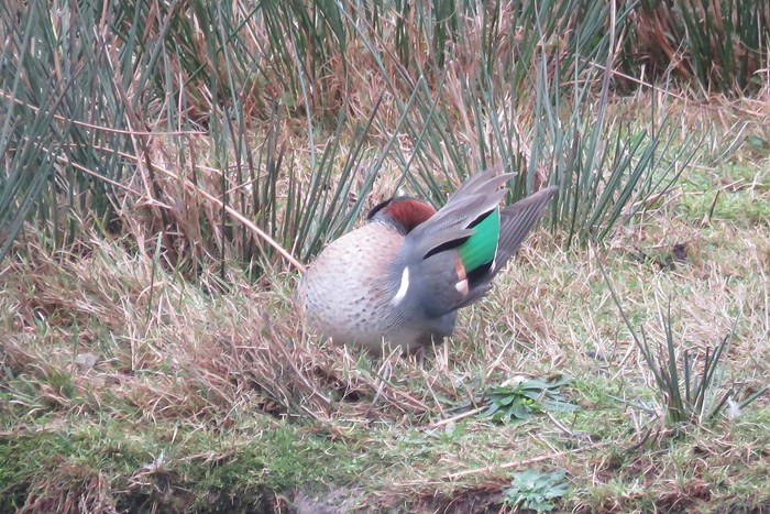 Green-winged Teal