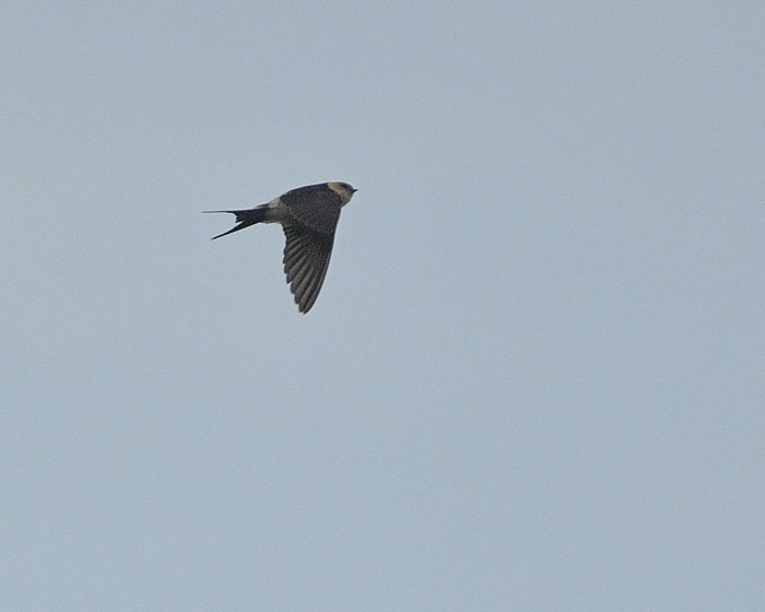 Red-rumped Swallow