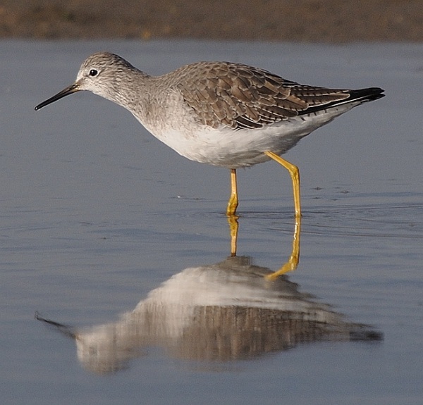 Lesser Yellowlegs