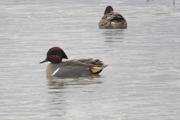 Green-winged Teal
