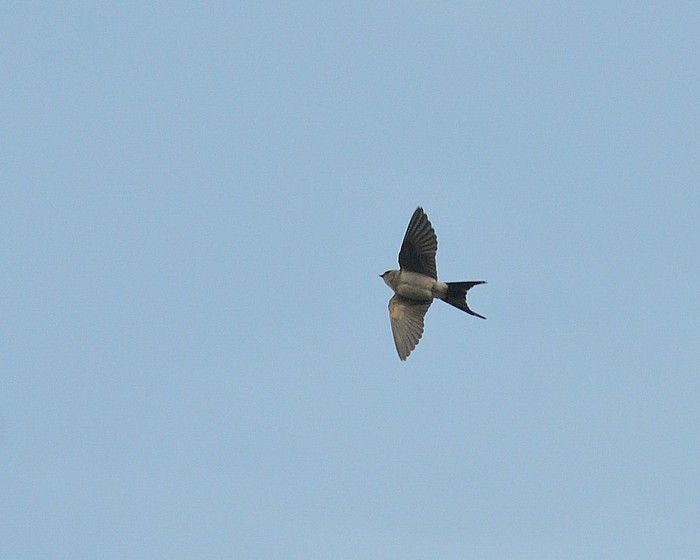 Red-rumped Swallow
