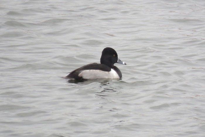 Ring-necked Duck