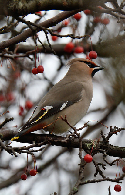 Waxwing