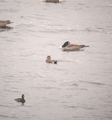 American Wigeon
