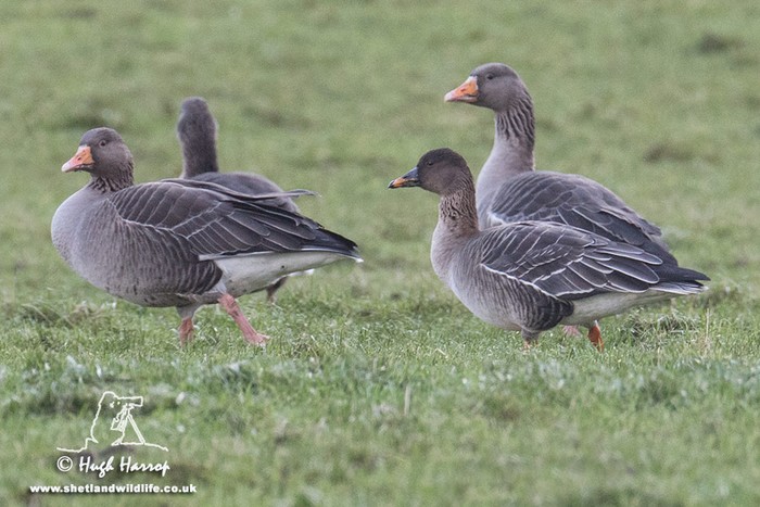 Tundra Bean Goose