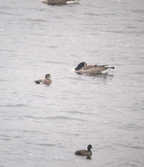 American Wigeon