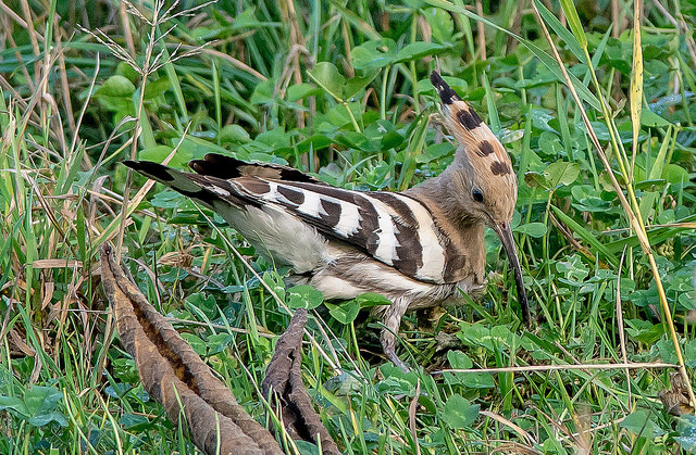 Hoopoe