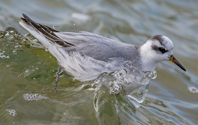 Grey Phalarope