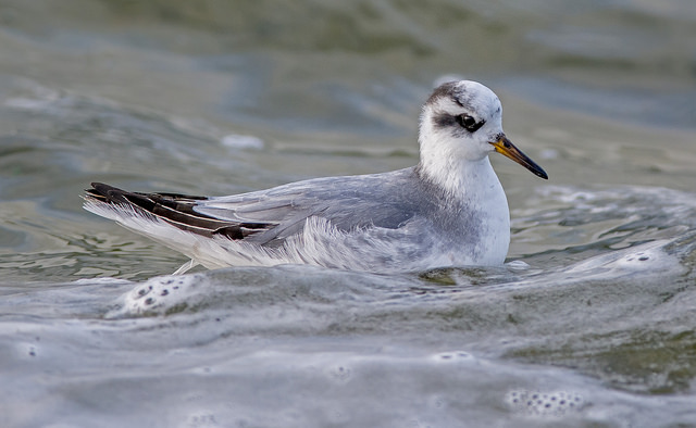 Grey Phalarope