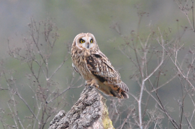 Short-eared Owl