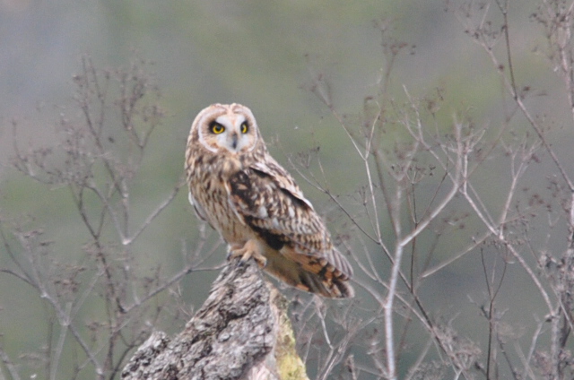 Short-eared Owl