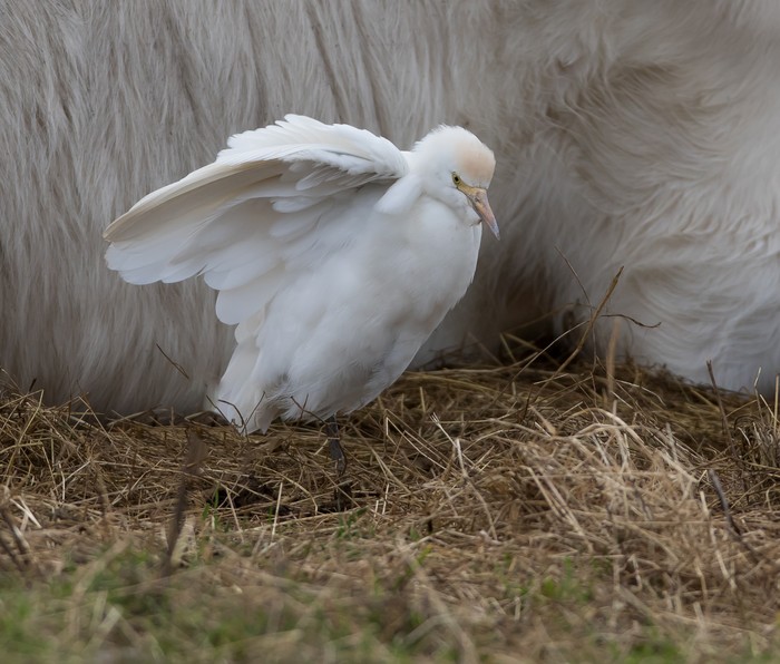 Cattle Egret