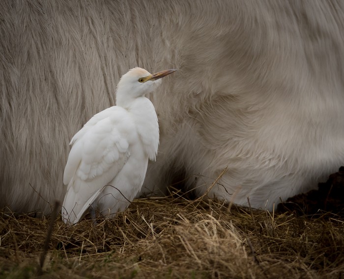 Cattle Egret