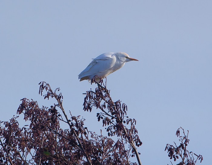 Cattle Egret