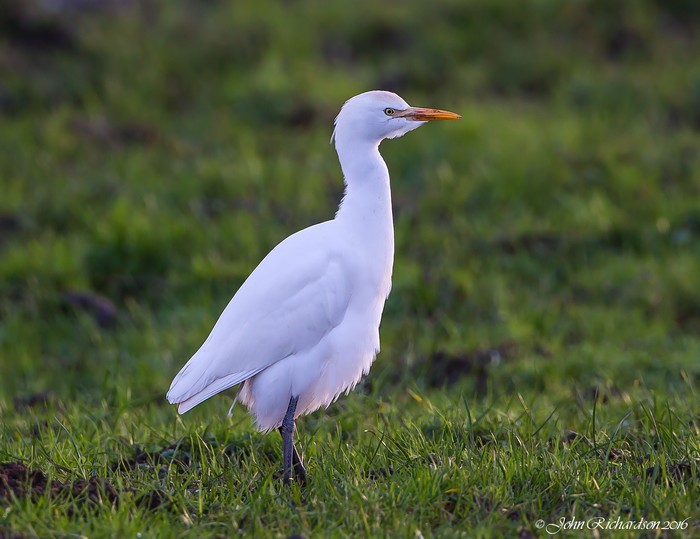 Cattle Egret