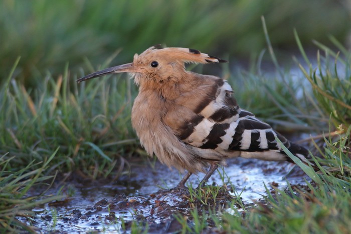 Hoopoe
