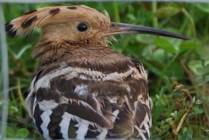 Hoopoe