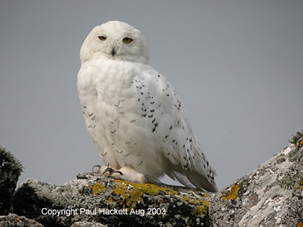 Snowy Owl
