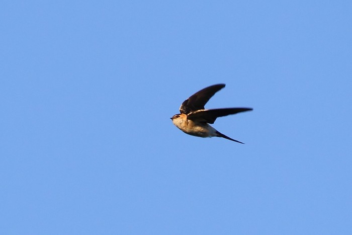 Red-rumped Swallow