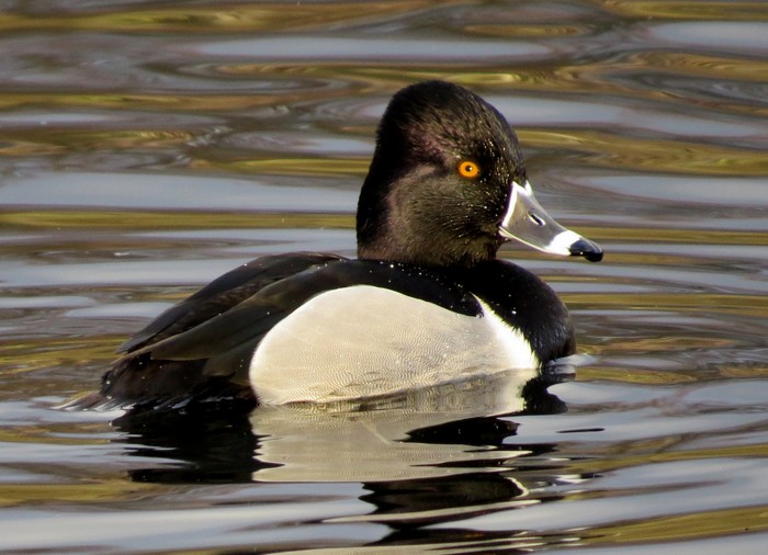 Ring-necked Duck