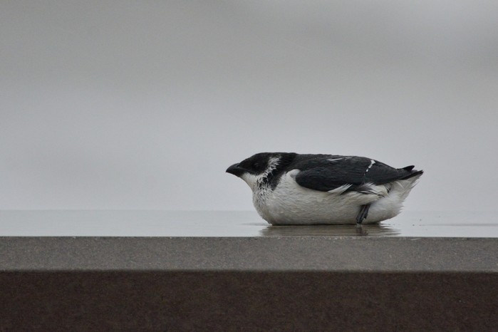 Little Auk