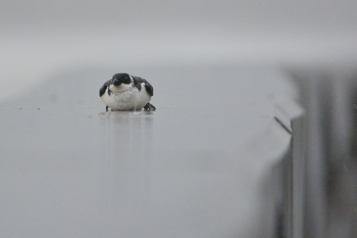 Little Auk