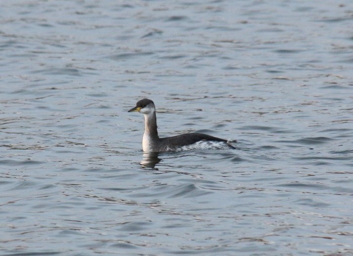 Red-necked Grebe