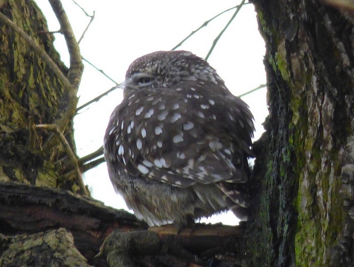 Little Owl