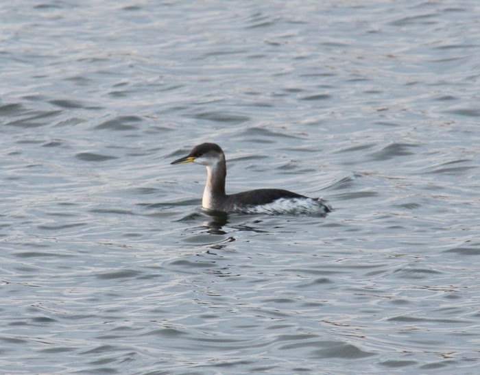 Red-necked Grebe