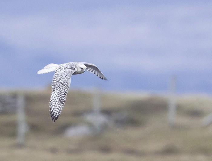 Gyr