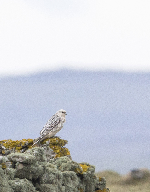Gyr
