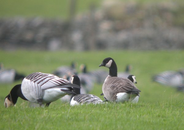 Richardson's Canada Goose