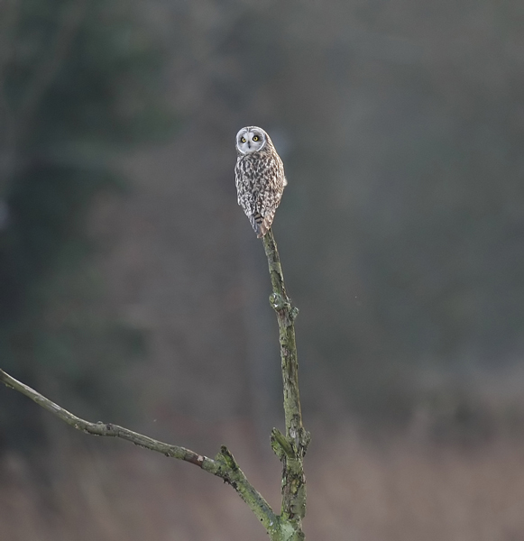 Short-eared Owl