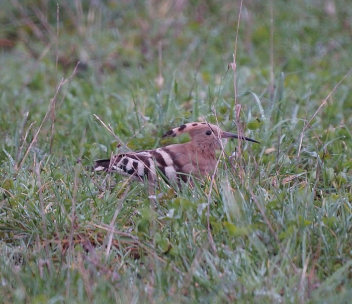 Hoopoe