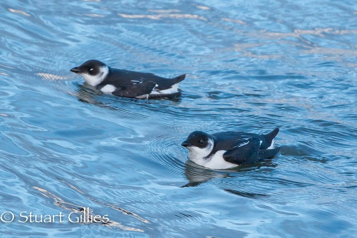 Little Auk