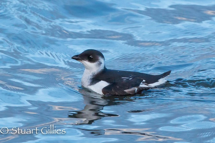 Little Auk