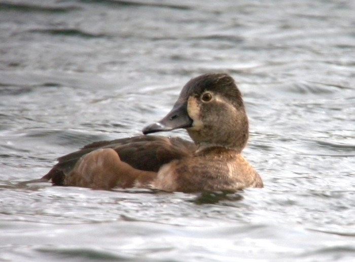 Ring-necked Duck