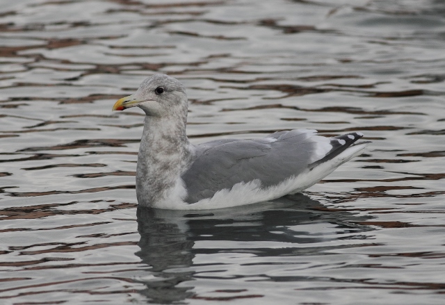 Glaucous-winged Gull