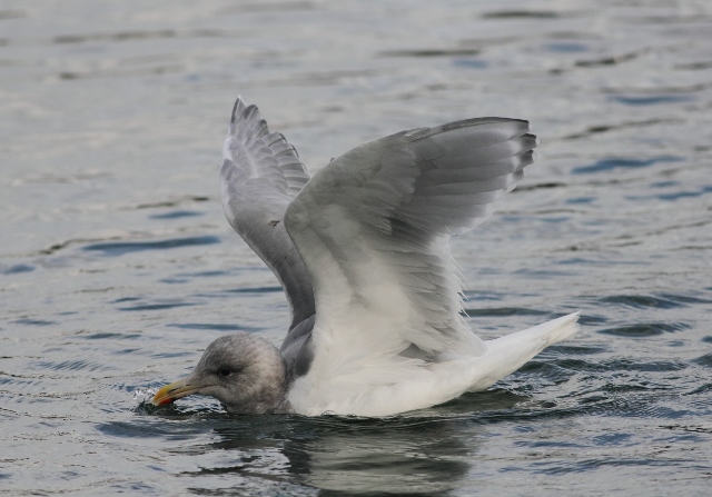 Glaucous-winged Gull