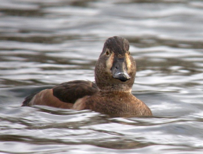 Ring-necked Duck