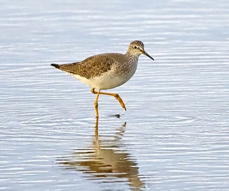 Lesser Yellowlegs