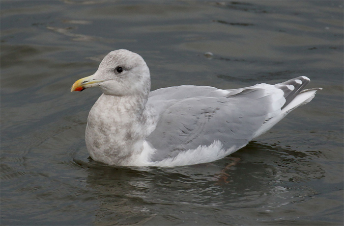 Glaucous-winged Gull